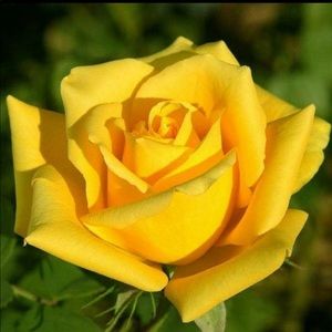 Meet your Posher, Vanesa